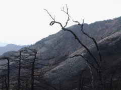 -朱雀国家森林公园