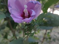 -三圣花乡旅游区