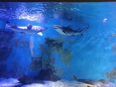 -乌鲁木齐海洋馆