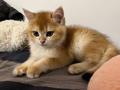 -欣宠猫屋·矮脚拿破仑·蓝金金渐层