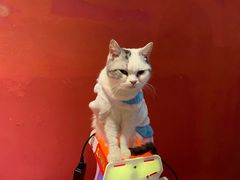 -猫色咖啡·猫咖