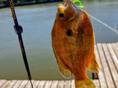 -新怡路亚垂钓园