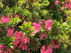 -渡海小渔村.老辈日照菜
