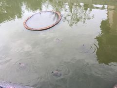 -博鳌禅寺