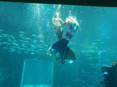-海棠湾洲际-涛·海底餐厅·美人鱼·自助餐·海底隧道
