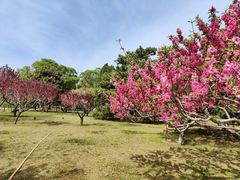 -莲花池公园