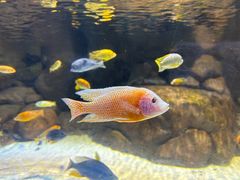 -上海海洋水族馆