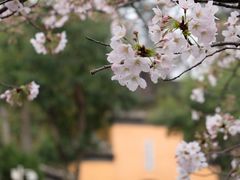 -鸡鸣寺