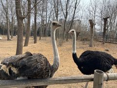 -大连森林动物园