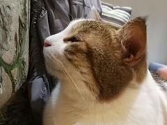 -万小咖.猫咖(中山路天虹店)