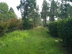 -崇明东平国家森林公园烧烤房车露营地