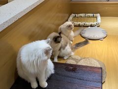 -滚猫咖啡·猫咖·猫友好撸猫(未来城店)