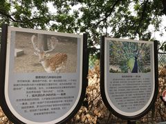 -北京麋鹿生态实验中心