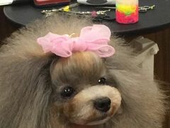 美吧-鑫艺宠物美容培训学校