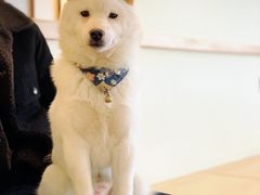 -柴犬小屋·柴餐厅·狗咖食堂(金鼎广场店)