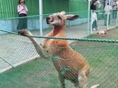 -西霞口神雕山野生动物世界
