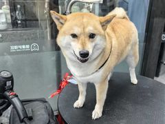 -宠物家(大兴旧宫店)