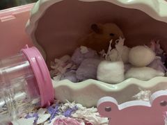 -钓仓鼠(洋桥北里小区店)