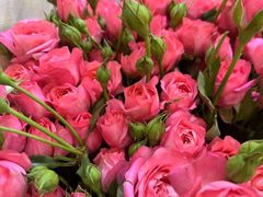 -双季花艺园艺市场(浦东店)