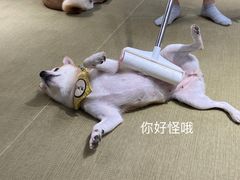 -逗柴咖啡屋·狗咖猫咖宠物桌游