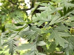 -黑龙江省森林植物园