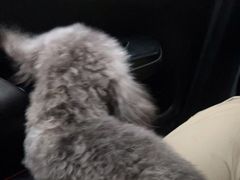 -趣多多宠物公园·宠物训犬学校·宠物寄养