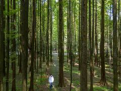 -武陵山森林公园