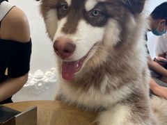 -Let's go狗咖·猫咖·奶狗·桌游(春熙路IFS店)