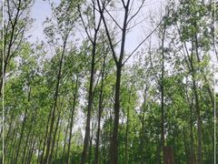 -黄海国家森林公园
