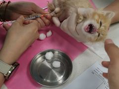 -北京观赏动物医院·24小时大型综合·猫专科·异宠专科