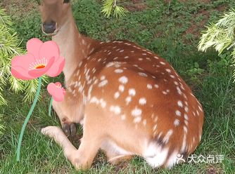 带动物园的私汤温泉攻略