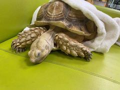 -美联众合动物医院·24h转诊中心
