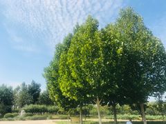 -永定河休闲森林公园