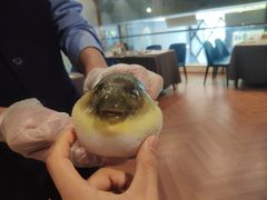 -肆月河豚·新淮扬(金融街店)