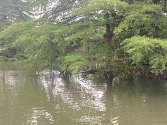 -海珠湖公园
