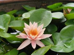-黎里古镇
