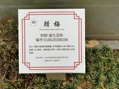 -十八棵（老龙井）御茶园(老龙井店)