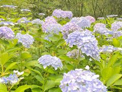 -合肥滨湖国家森林公园