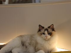 -COLOR PETS 撸猫馆·购猫·猫咖(长风大悦城店)
