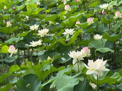 -陶辛水韵