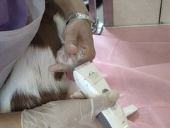 -北京观赏动物医院·24小时大型综合·猫专科·异宠专科