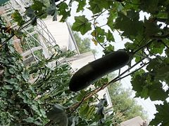 -东方巨龟苑景区