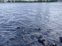 -台场海滨公园船码头
