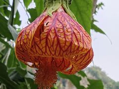 -广西壮族自治区药用植物园