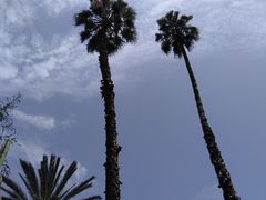 -马洛雷勒花园