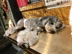 -more than meow吴止猫主题餐厅(承德 中船汇店)