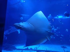 -烟台海昌鲸鲨海洋公园