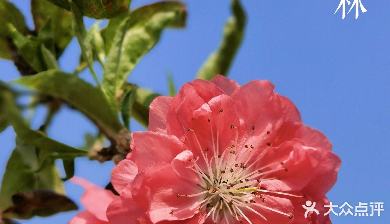 深圳人的后花园|暖暖的春风迎面桃花朵朵开