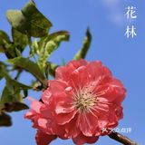 深圳人的后花园|暖暖的春风迎面桃花朵朵开