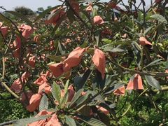 -菜园坝水果市场